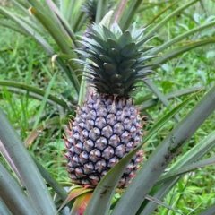 How to Grow Pineapple Plants From Pineapple Tops