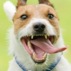 Hilarious Times Curious Dogs Got More Than They Bargained For
