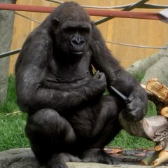 Bizarre Things That Actually Happened at Zoos Bizarre Things That Actually Happened at Zoos