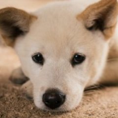 These Are the Smartest Dog Breeds in the World These Are the Smartest Dog Breeds in the World
