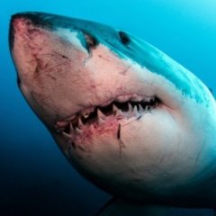Strangest Things Ever Found in an Animal's Stomach Strangest Things Ever Found in an Animal's Stomach