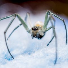 Reasons You Shouldn't Eradicate Spiders in Your House Reasons You Shouldn't Eradicate Spiders in Your House