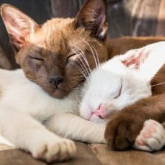 All the Reasons Why You Should Buy a Second Cat