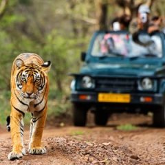 These Unexpected Safari Destinations Will Amaze You These Unexpected Safari Destinations Will Amaze You
