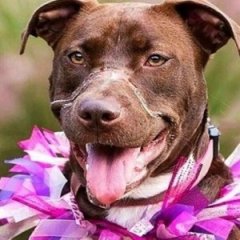 The Most Heartwarming Before & After Photos of Rescued Dogs The Most Heartwarming Before & After Photos of Rescued Dogs