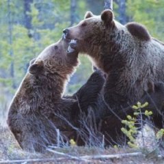 These Are the Most Dangerous Animals in North America These Are the Most Dangerous Animals in North America