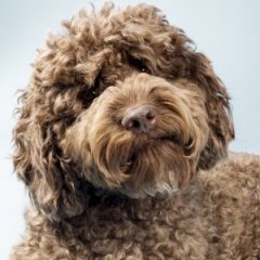 The Dark, Disturbing Truth About Labradoodles