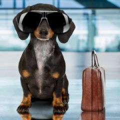 The Best And Worst Airlines for Flying With Pets