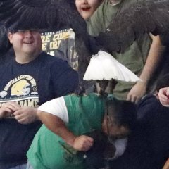 Bald Eagle Causes Flap After Landing On Petrified Fan Bald Eagle Causes Flap After Landing On Petrified Fan