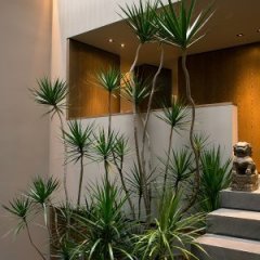 How to Get a Lush and Modern Looking Outdoors How to Get a Lush and Modern Looking Outdoors