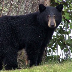 A Wild Bear Took Care of This Missing Boy for Two Days A Wild Bear Took Care of This Missing Boy for Two Days