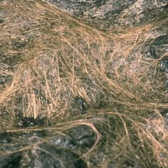 Why a Hawaiian Volcano Is Sprouting Golden 'Goddess Hair' Why a Hawaiian Volcano Is Sprouting Golden 'Goddess Hair'
