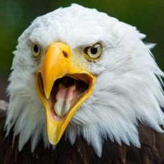 This Alaskan Fishing Town Is Overrun By Territorial Bald Eagles This Alaskan Fishing Town Is Overrun By Territorial Bald Eagles