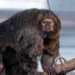 Insanely Muscular Monkey Spotted in Finland Insanely Muscular Monkey Spotted in Finland