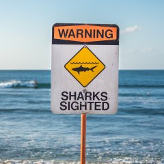 Hero Dad Punched Shark in Face to Save Daughter During Attack Hero Dad Punched Shark in Face to Save Daughter During Attack