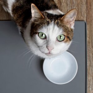 feeding cats milk problems