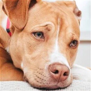 Chocolate Lab Training With The No BRAINER Dog TRAINER We Make It