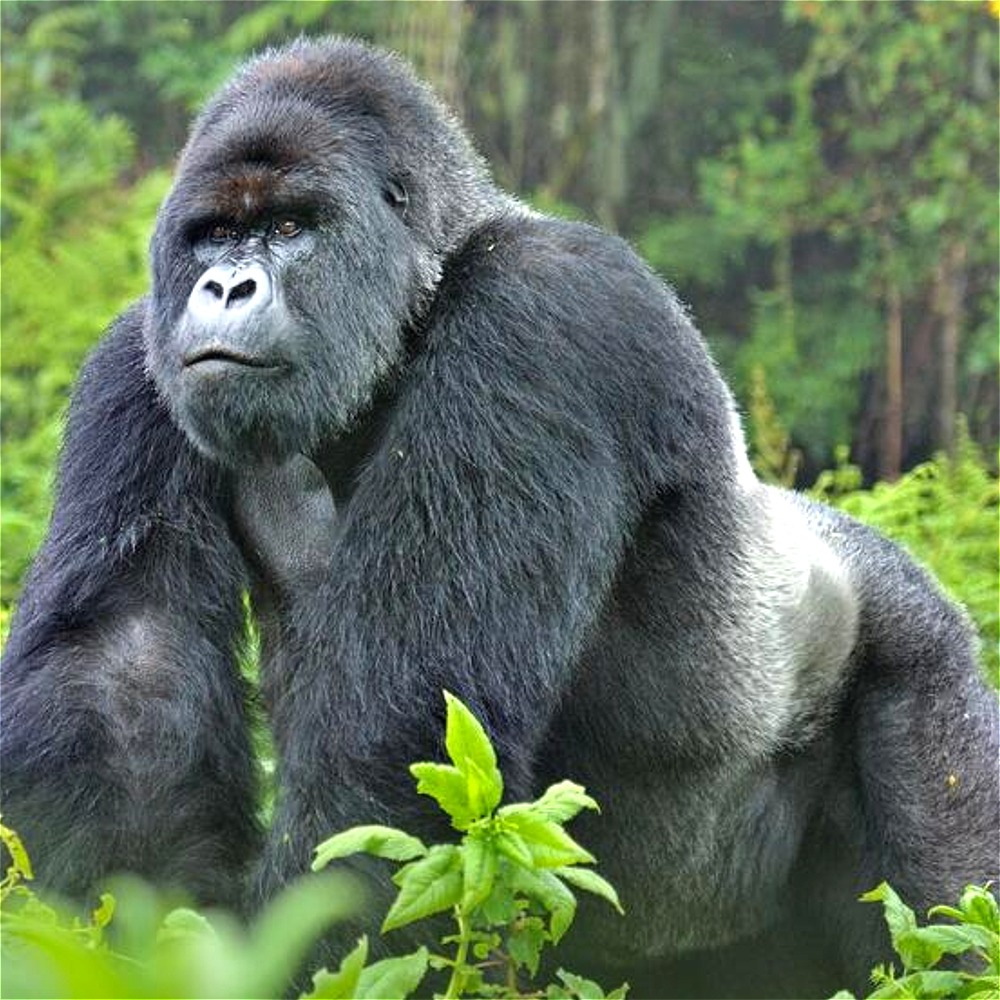 How Strong Can One Gorilla Actually Be?