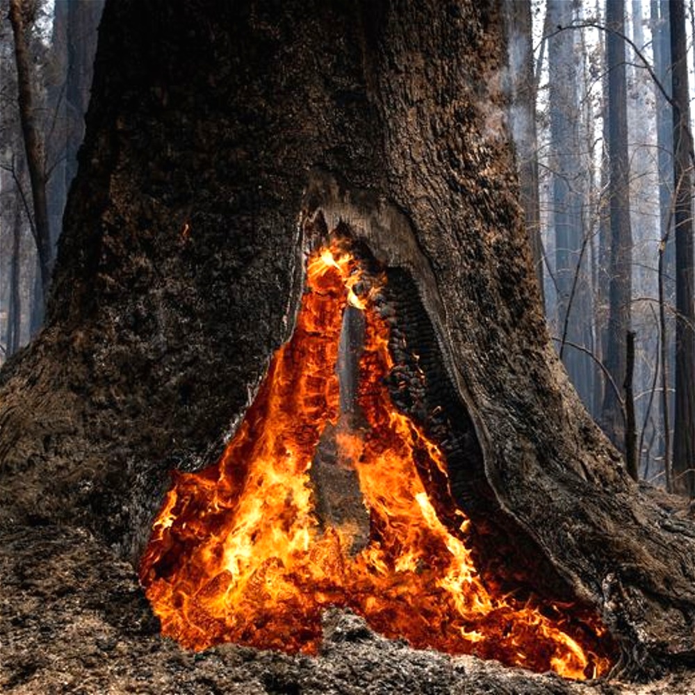We Can't Ignore The Truth About California's Redwoods