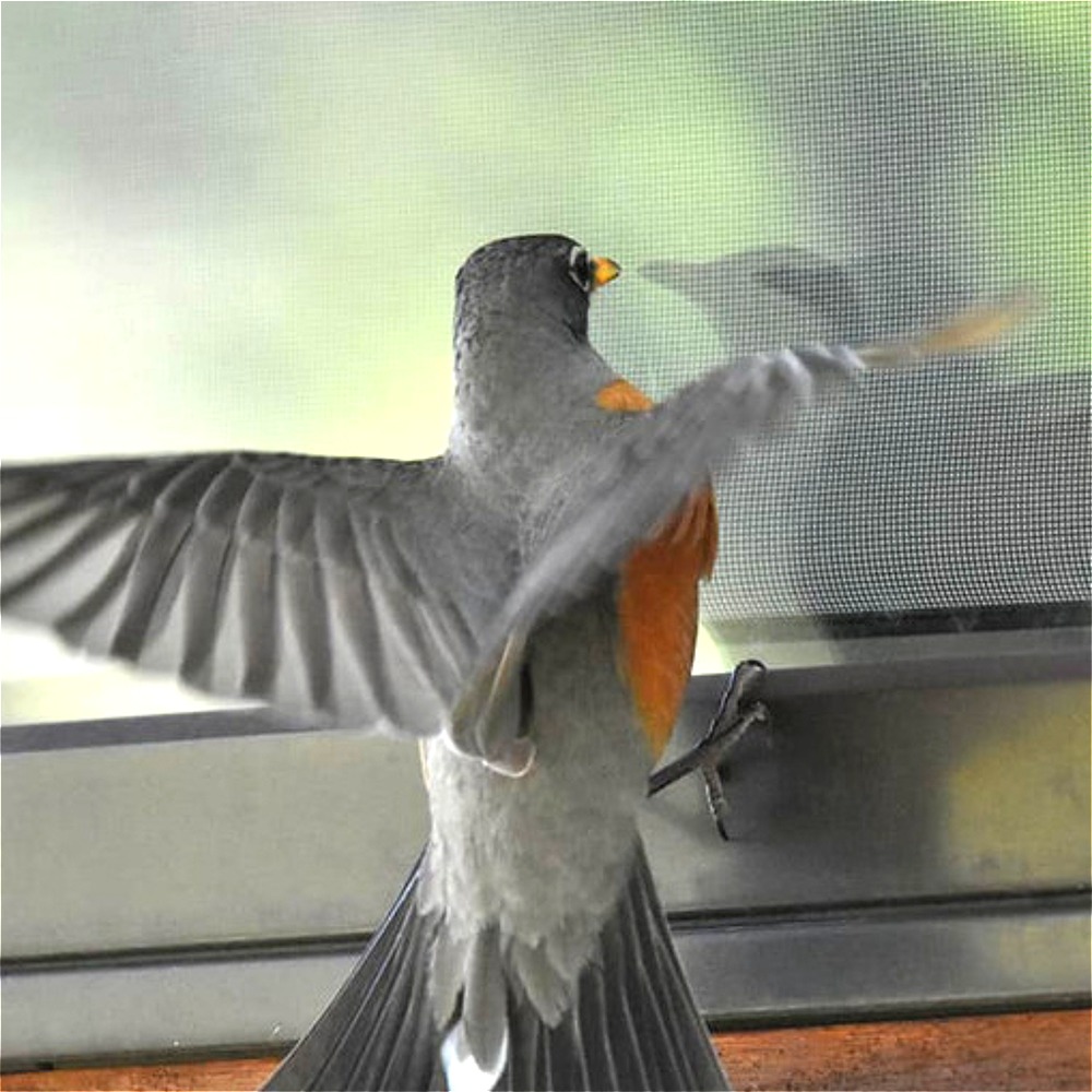 Why Do Birds Fly Into Windows?