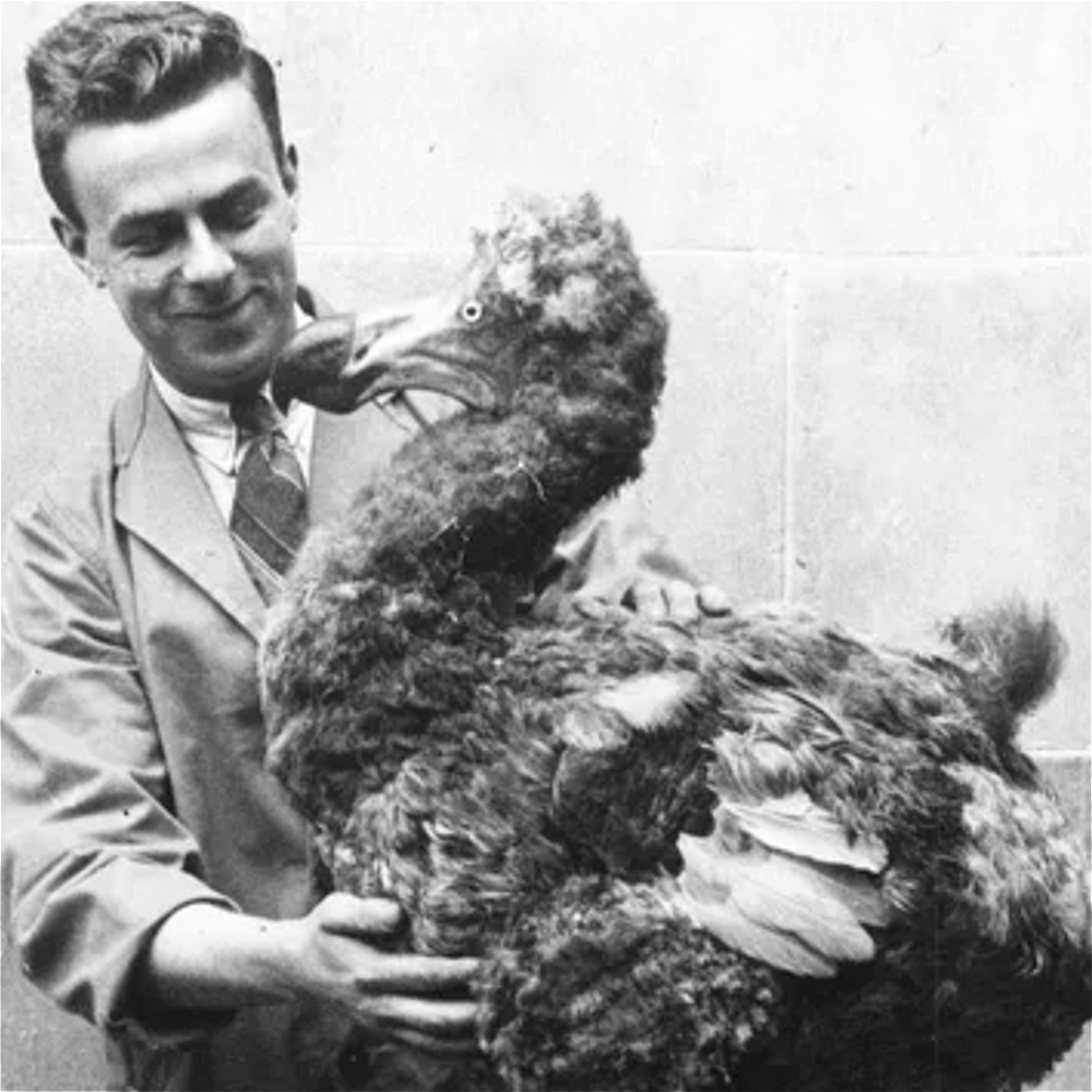 The Depressing Real Reason Dodo Birds Went Extinct