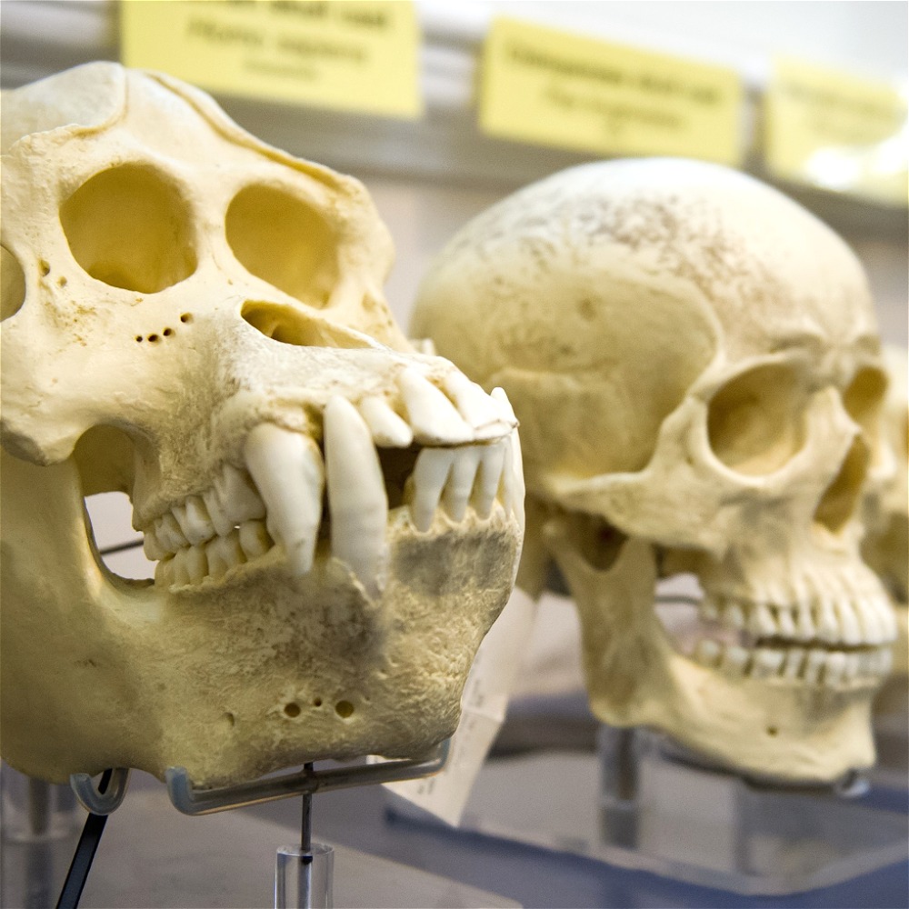 The Things People Get Wrong About Evolution