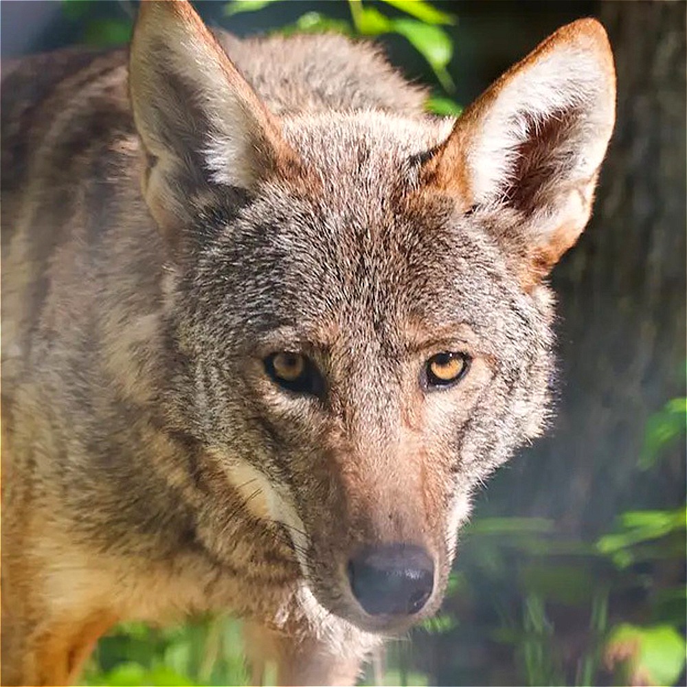You'll Only Find The World's Rarest Species Of Wolf In One Place