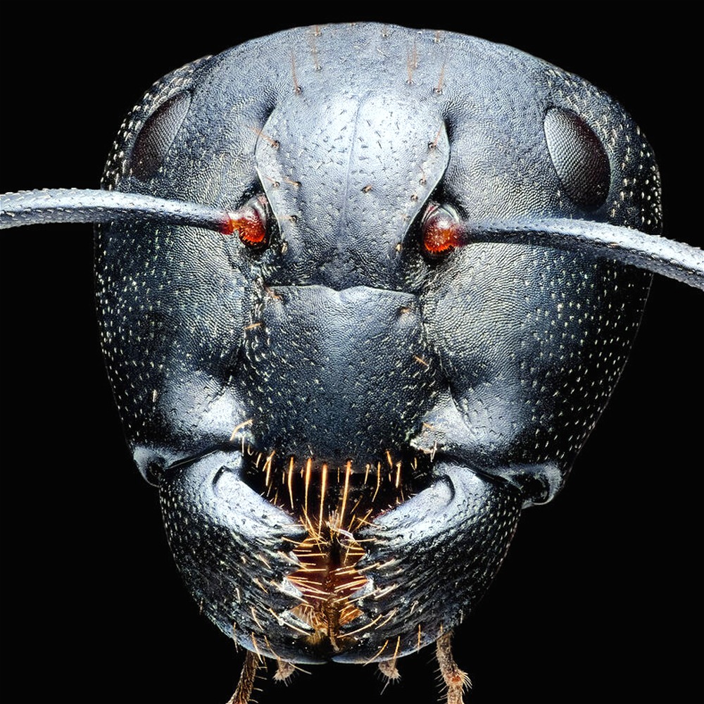 Ants Look Absolutely Terrifying Under A Microscope