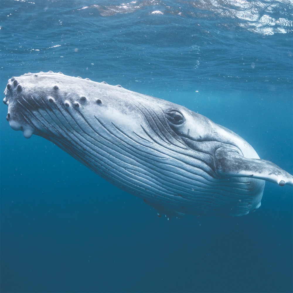 Whale Songs Are Surprisingly Similar To Human Speech