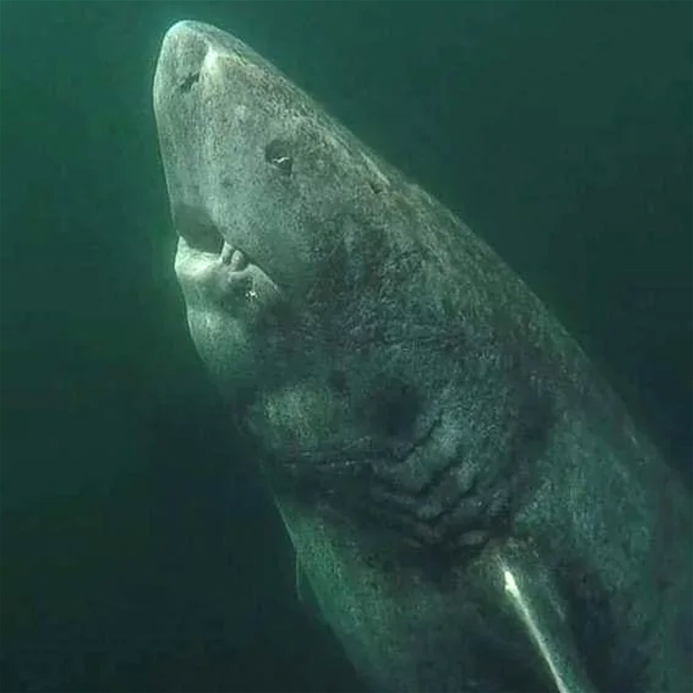 The Rare Shark That Will Outlive Us All
