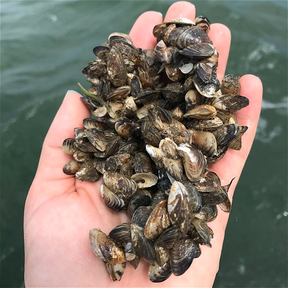 An Uncontrollable Invasive Species Is Flooding Our Waterways
