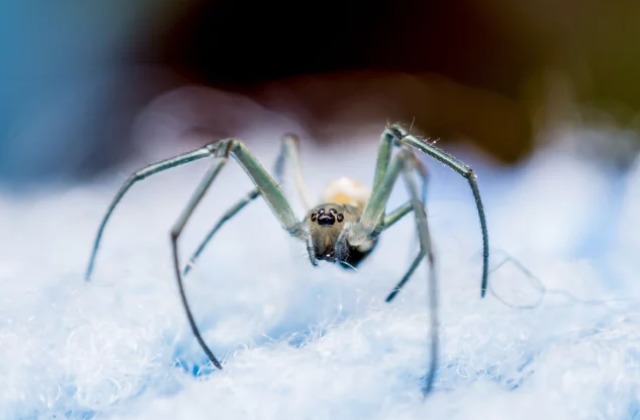 Reasons You Shouldn't Kill Spiders In Your House