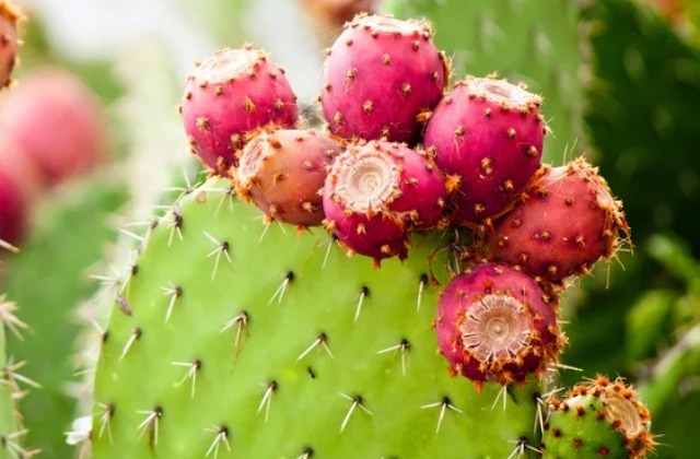 Cactus Plants You Probably Never Knew Were Edible
