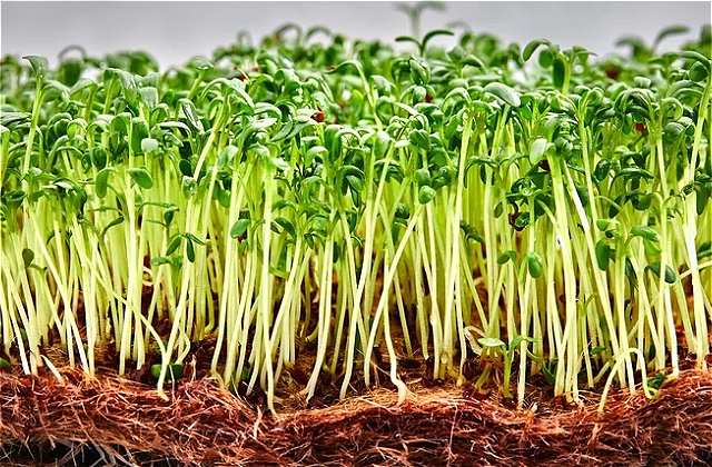 Start Your Garden In Winter With Microgreens Even A Novice Can Grow